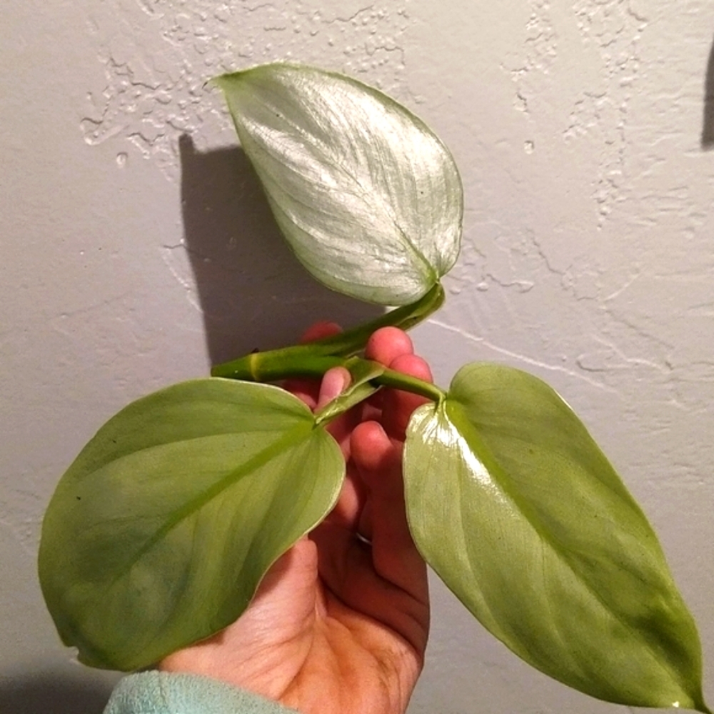 Philodendron Silver Sword Top Cutting